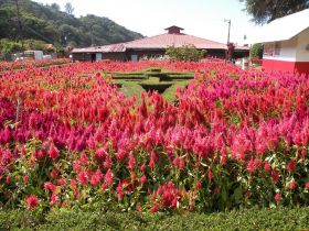 Flowers in Boquete, Panama – Best Places In The World To Retire – International Living